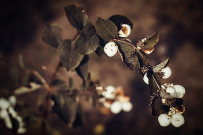 Ripe berries in autumn on a dark background