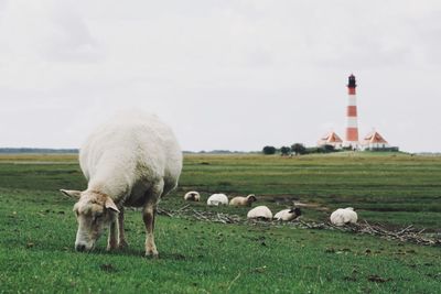 Sheep in a field