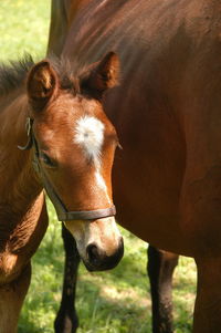Momma and baby thoroughbred horse in springtime