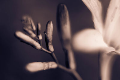 Close-up of flower against blurred background