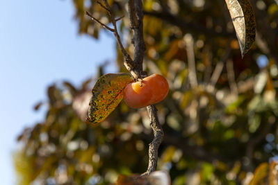 Close-up of strawberry growing on tree