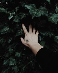 High angle view of woman touching leaves