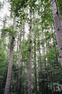 Low angle view of bamboo trees in forest