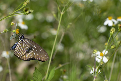 Close-up of butterfly pollinating on flower