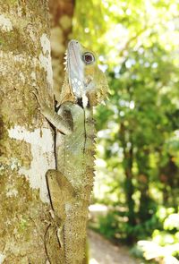 Close-up of lizard on tree