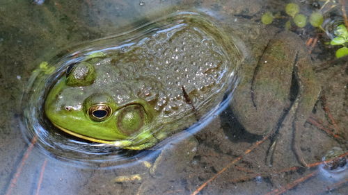 Close-up of frog in water