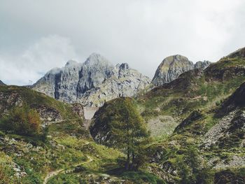 Low angle view of trees against sky