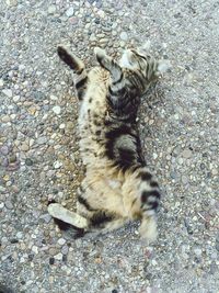 High angle view of cat lying on street