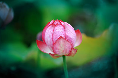 Close-up of pink water lily