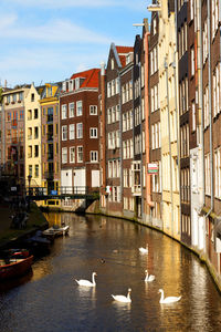 Swans swimming in canal by buildings