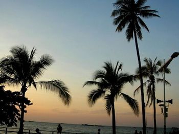 Palm trees on beach