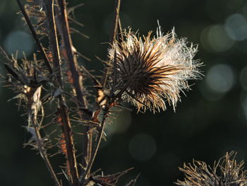 Close-up of dried plant