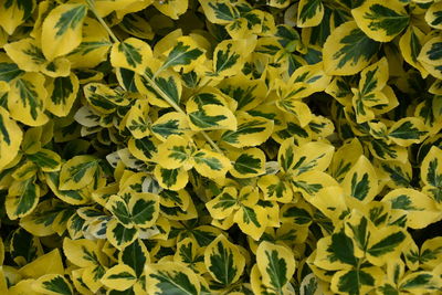 Full frame shot of yellow plant