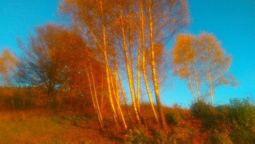 Scenic view of trees against sky