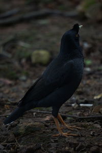 Close-up of bird perching on a field