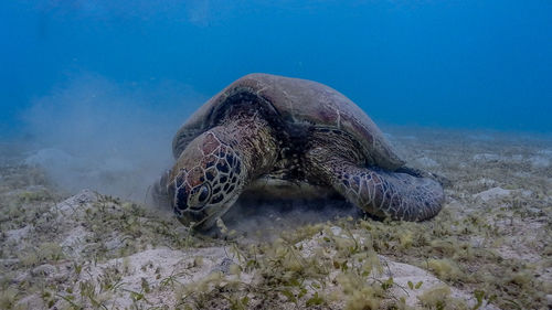Turtle swimming in sea