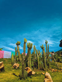 Plants growing on field against blue sky