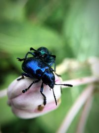 High angle view of beetles on flower bud