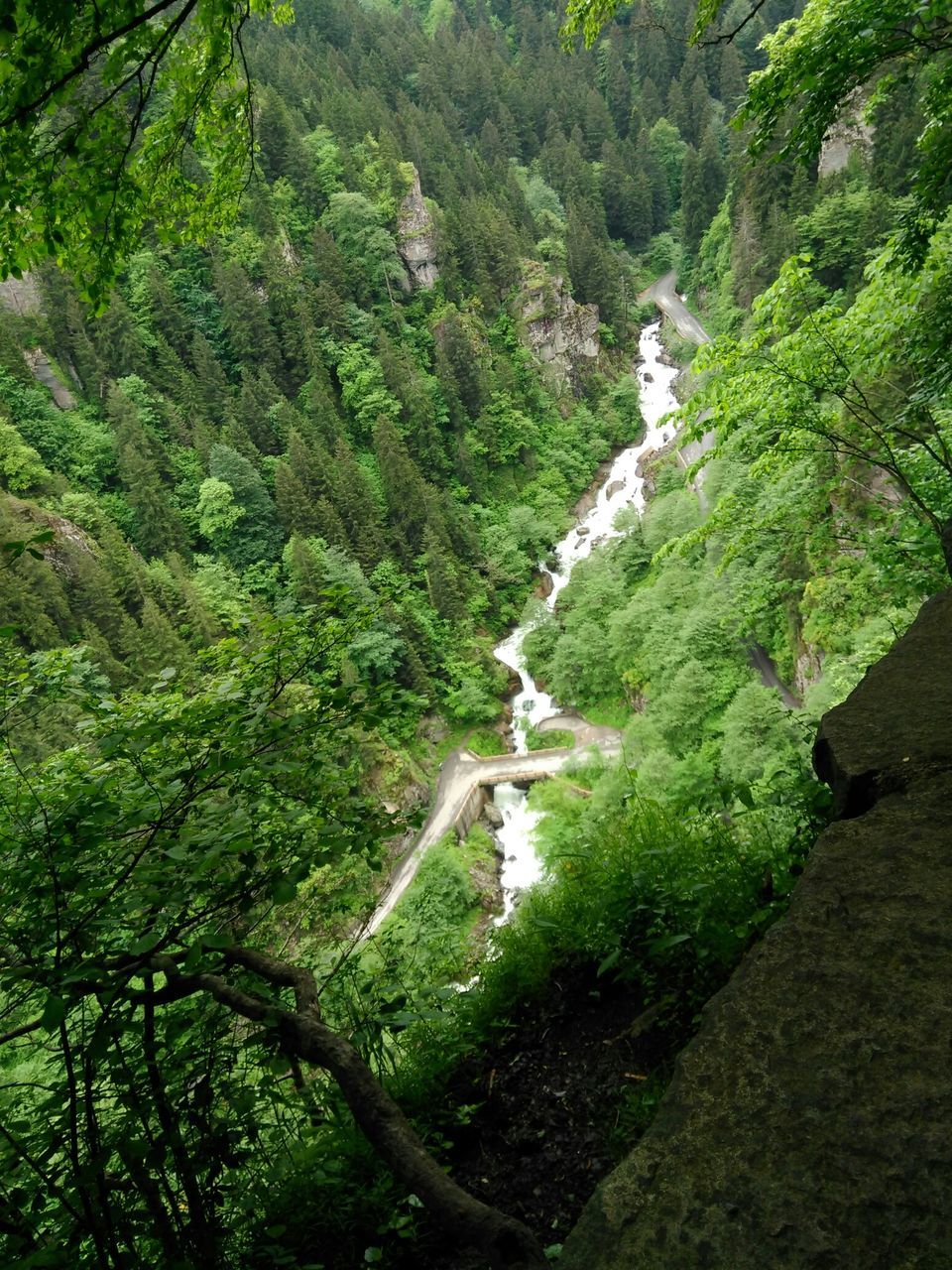 tree, green color, forest, lush foliage, growth, tranquility, tranquil scene, nature, beauty in nature, scenics, high angle view, green, non-urban scene, landscape, mountain, plant, day, woodland, idyllic, outdoors