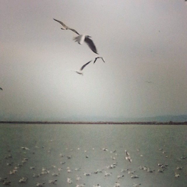 BIRDS FLYING OVER WHITE BACKGROUND