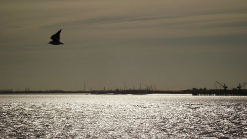 Silhouette bird perching on beach
