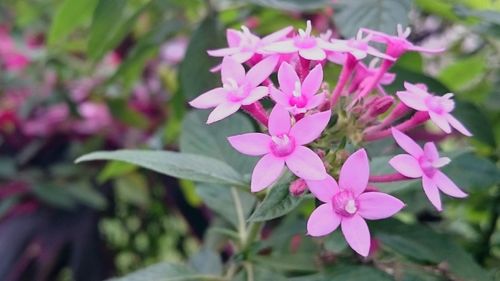 Close-up of pink flowers