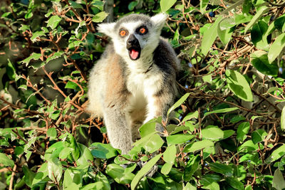 Portrait of a scared lemur 