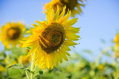 Close-up of sunflower blooming against sky