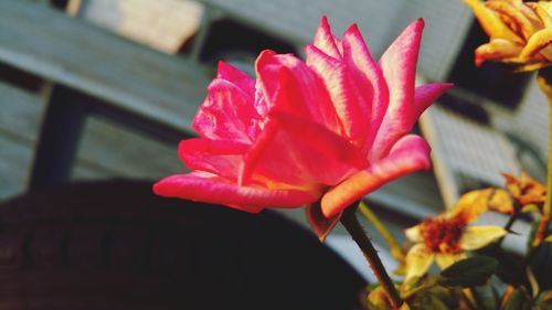 Close-up of red flower blooming outdoors