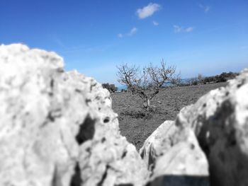 Close-up of bare tree against blue sky