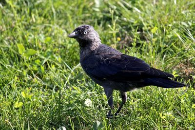 Crow on grassy field