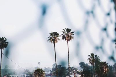 palm tree