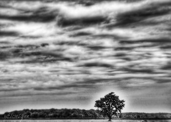 Trees on field against sky