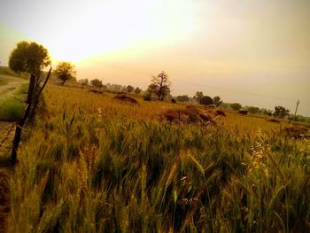 Scenic view of field against sky during sunset