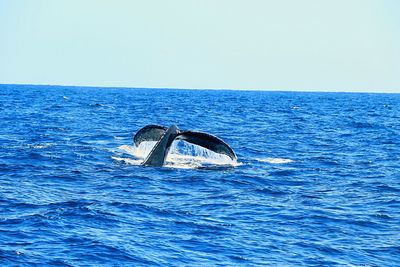 View of an animal swimming in sea