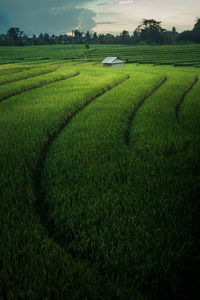 Scenic view of agricultural field