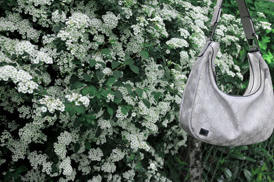 Close-up of white flower hanging in garden