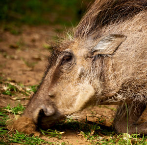 Close-up of a horse on field