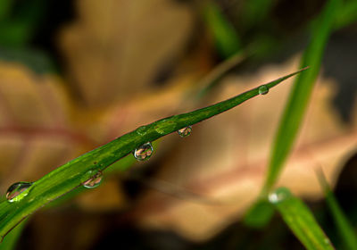 Close-up of wet plant during rainy season