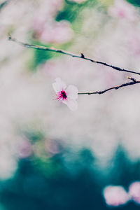 Close-up of pink flowers against blurred background