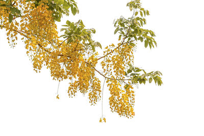 Low angle view of tree against white background