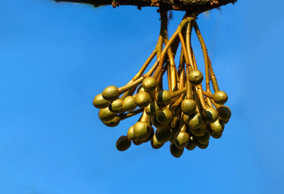 Low angle view of tree against sky