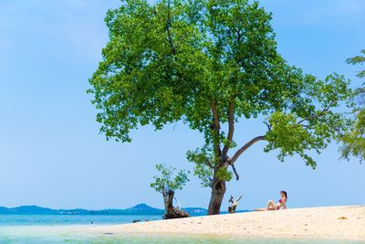 Side view of woman sitting by tree at beach against clear blue sky during summer