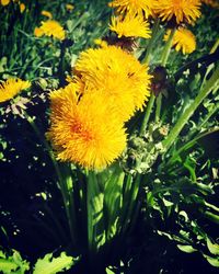 Close-up of yellow flowers blooming outdoors