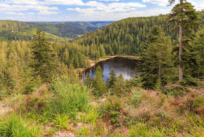 Scenic view of forest against sky