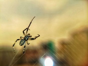 Close-up of spider on web