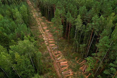 High angle view of trail amidst trees in forest