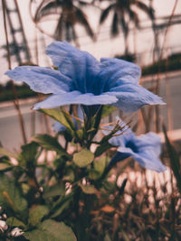 Close-up of purple flowering plant