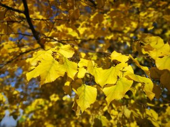 Close-up of yellow flowering plant during autumn
