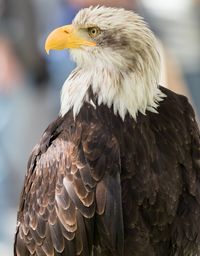 Close-up of eagle against blurred background